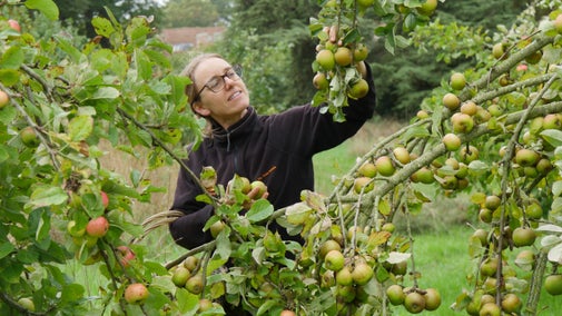Gardener Emma Greenwood checks apples for ripeness at The Vyne